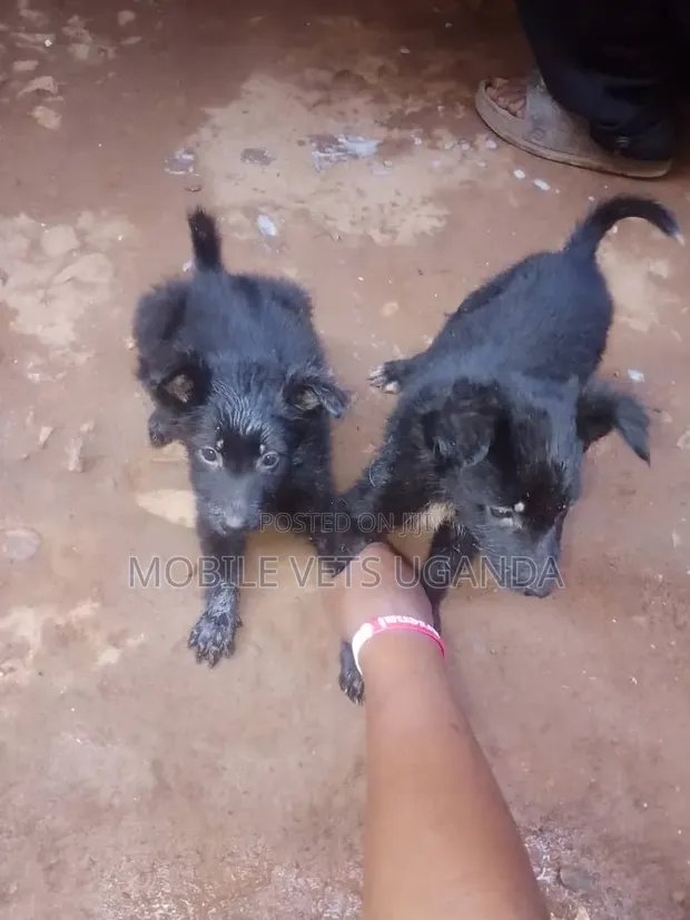 Female Purebred German Shepherd Puppy (1-3 Months) - 1