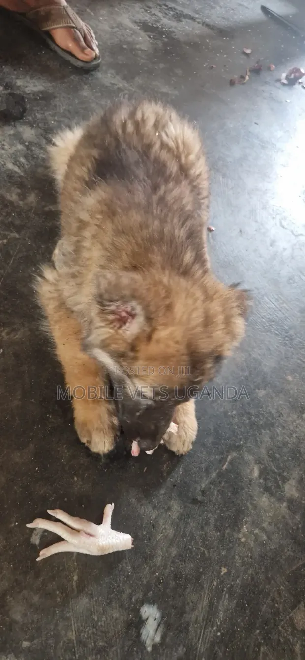 1-3 Month Old Male Purebred German Shepherd - 1