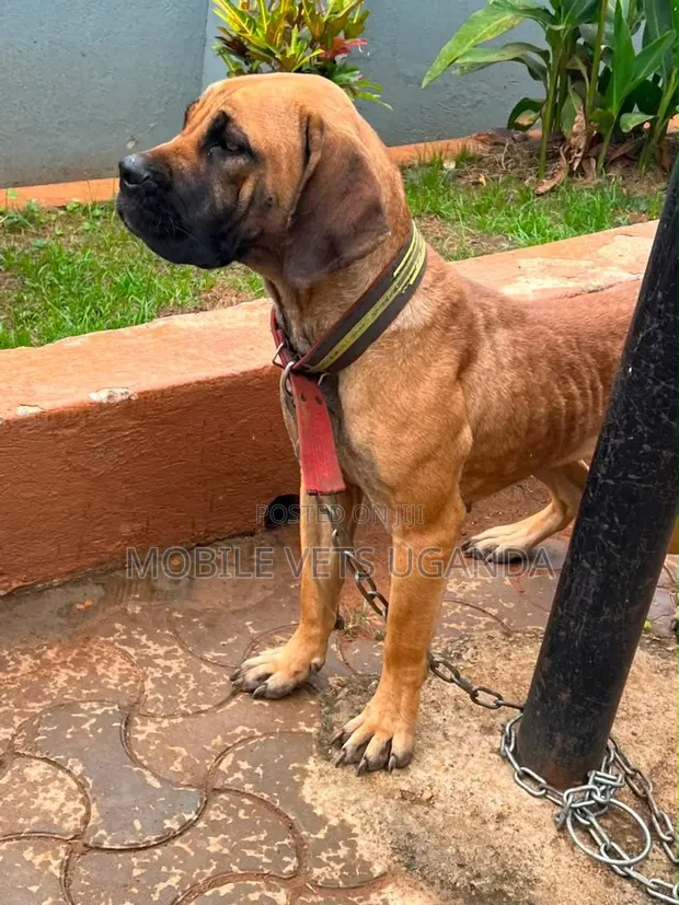 3-6 Month Male Purebred Boerboel Puppy - 1
