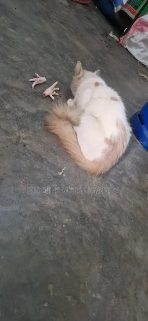 3-6 Month Female Mixed Breed Ragdoll Kitten