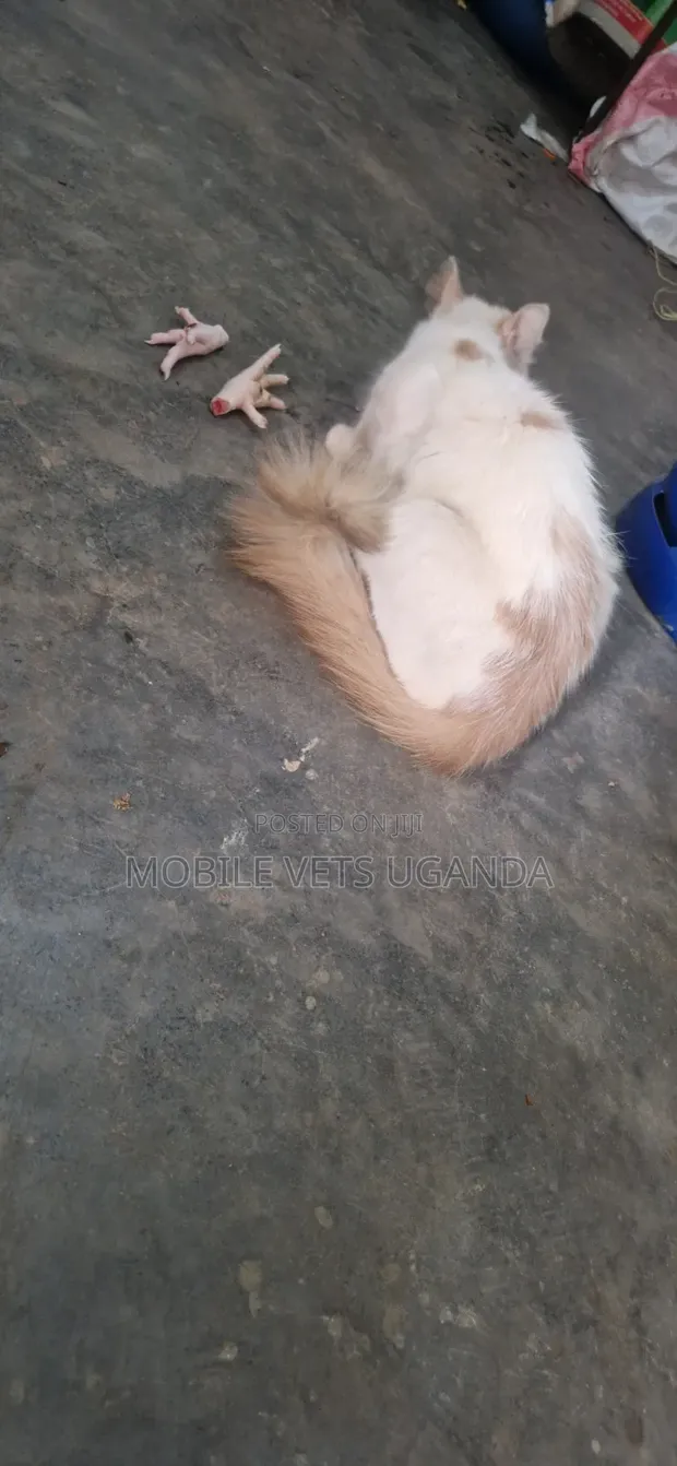 Purebred Ragdoll Cat - 6-12 Months Male - 1