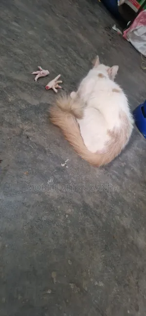 Purebred Ragdoll Cat - 6-12 Months Male