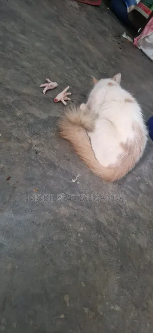 Purebred Ragdoll Cat, 6-12 Months, Male