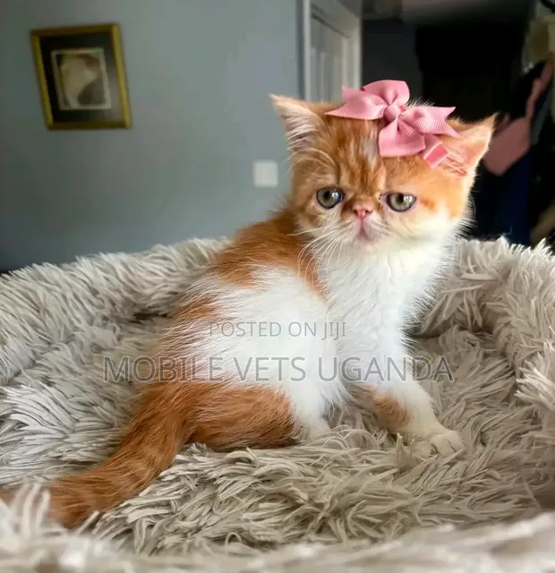 Female Purebred Persian Kitten (1-3 Months) - 1