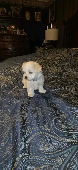 Purebred Maltese Puppy, 1-3 Months Old