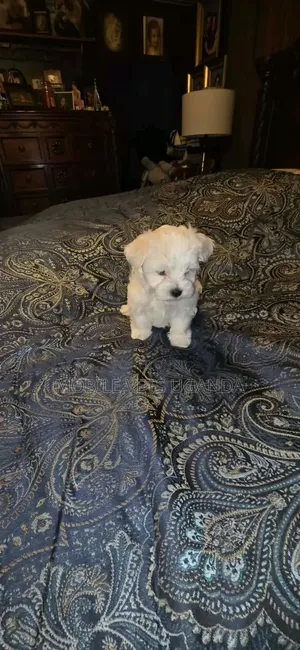 Female Purebred Maltese Puppy, 1-3 Months Old