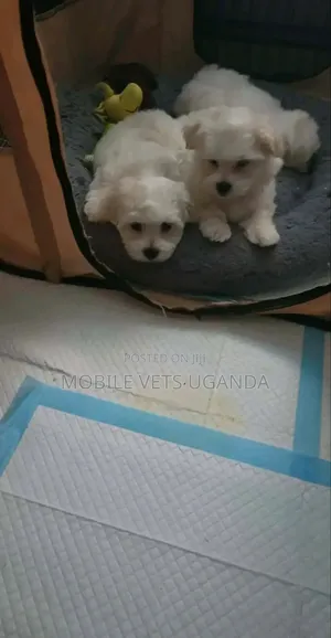 Purebred Female Maltese Puppy, 3-6 Months