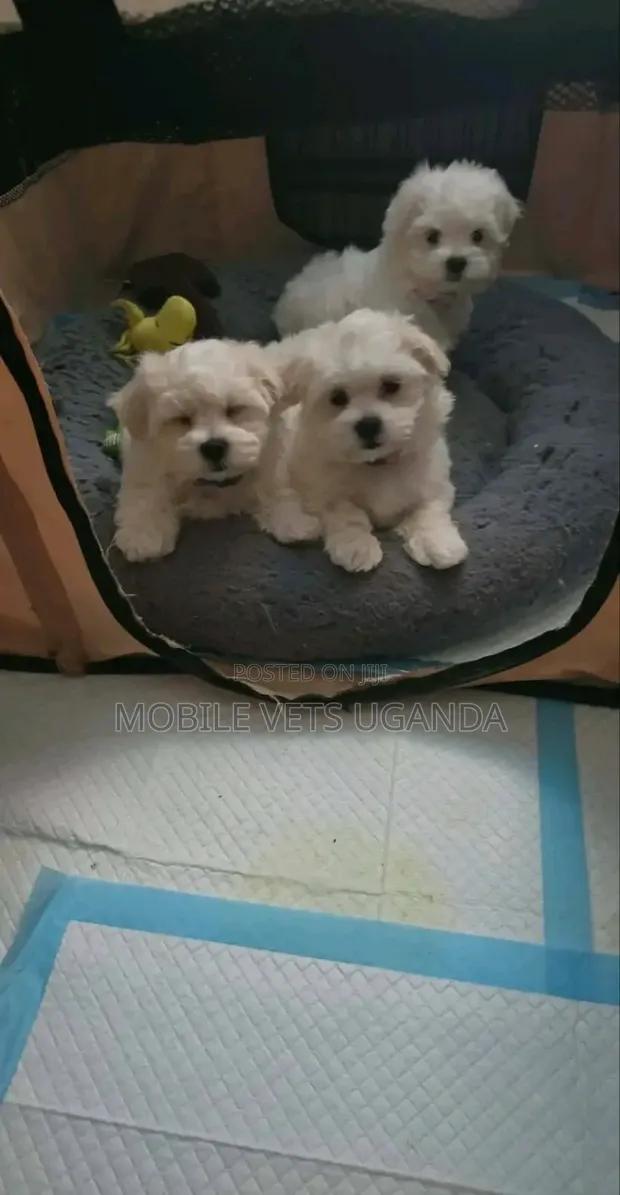 Female Purebred Maltese Puppy, 1-3 Months - 1