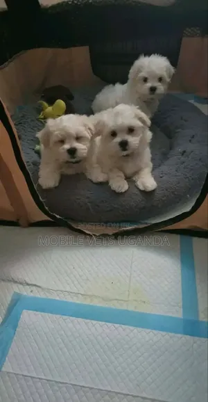 Female Purebred Maltese Puppy, 1-3 Months