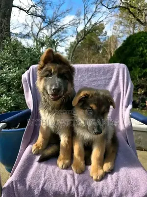 Female Purebred German Shepherd, 3-6 Months