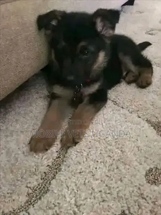 Female Purebred German Shepherd Puppy (1-3 Months) - 1