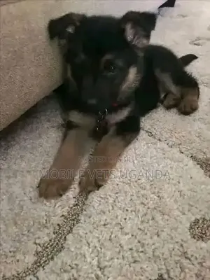 Female Purebred German Shepherd Puppy (1-3 Months)