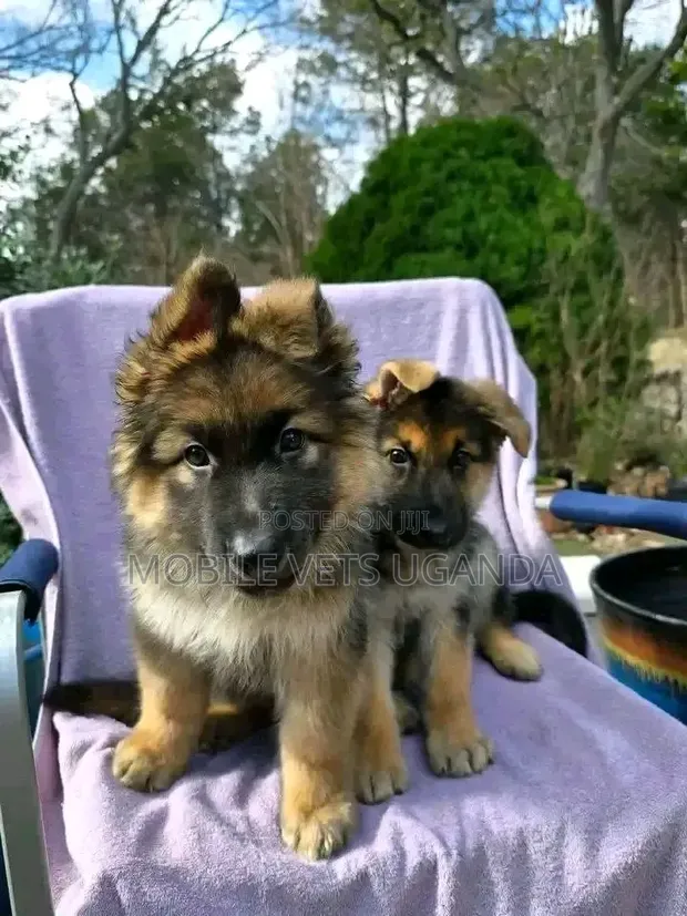 1-3 Months Female Purebred German Shepherd Puppy - 1