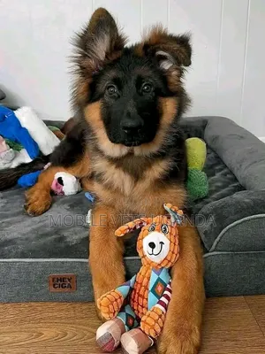 Female Purebred German Shepherd, 3-6 Months