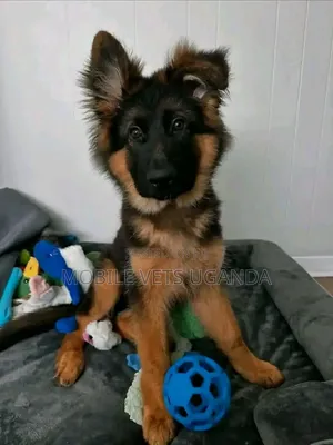 Female Purebred German Shepherd Puppy (1-3 Months)