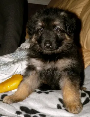 Male Purebred German Shepherd Puppy (0-1 Month)