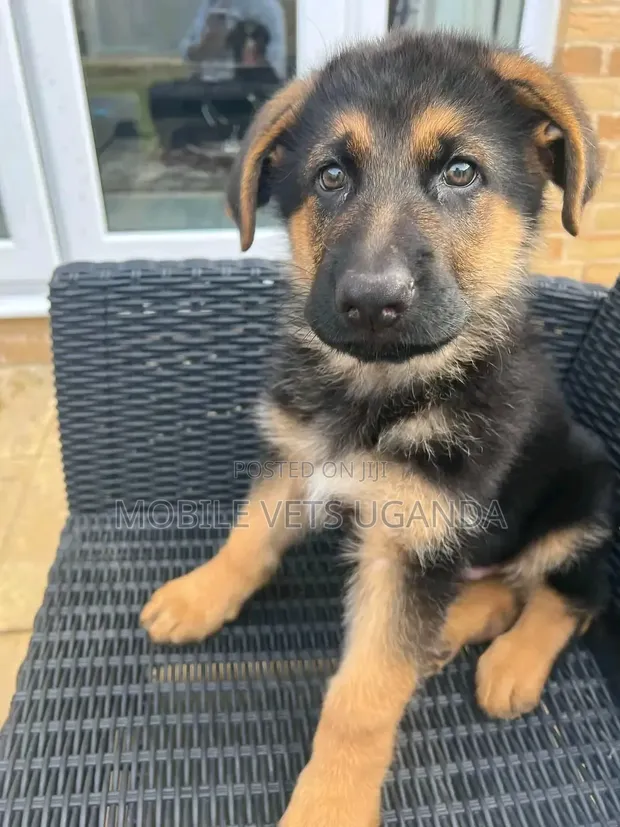 Female Purebred German Shepherd Puppy (1-3 Months) - 1