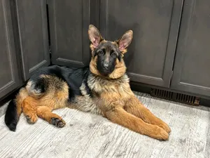 Female Purebred German Shepherd, 3-6 Months
