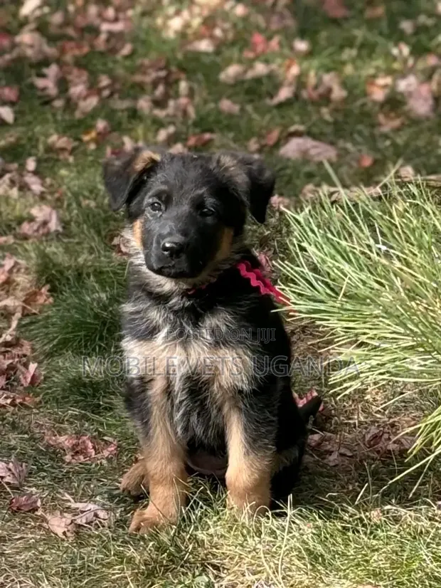 1-3 Month Male Purebred German Shepherd Puppy - 1