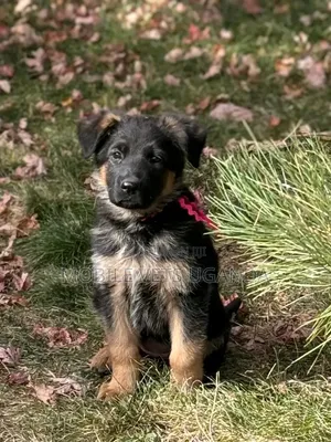 1-3 Month Male Purebred German Shepherd Puppy