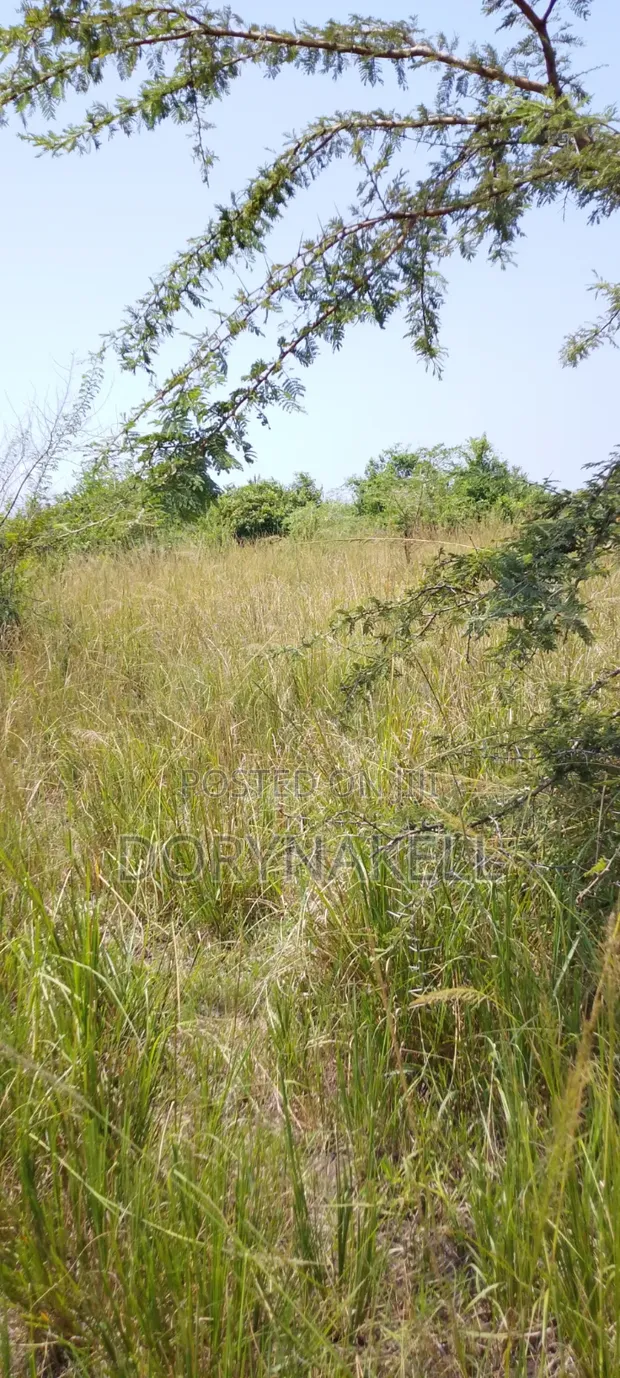 900 Acres Farmland in Nakasongola - UGX 7M Per Acre - 1