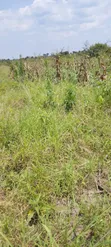 900 Acres Farmland in Nakasongola - UGX 7M Per Acre - 2