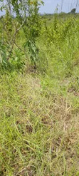900 Acres Farmland in Nakasongola - UGX 7M Per Acre - 3