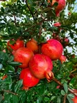 Garden Fresh Sweet Fruits for Your Modern Compound - 1