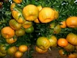 Garden Fresh Sweet Fruits for Your Modern Compound - 2