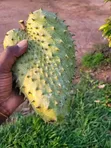Garden Fresh Sweet Fruits for Your Modern Compound - 3