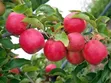 Garden Fresh Sweet Fruits for Your Modern Compound - 5