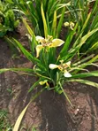 Professional Gardeners & Flowerists for Modern Compound Designs - 2