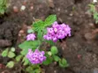 Professional Gardeners & Flowerists for Modern Compound Designs - 4