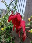 Professional Gardeners & Flowerists for Modern Compound Designs - 5