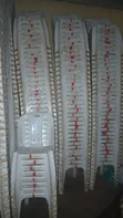 CENTURY Plastic Chairs (Used) - 4