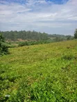 Massive Land for Sale in Nakaseke, Nakasongola, Masaka - 1