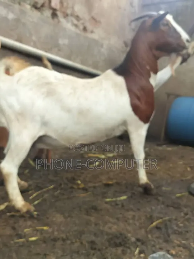 Quality Exotic and Local Goats for Sale - 1