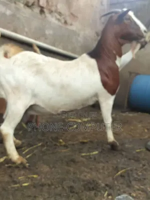 Quality Exotic and Local Goats for Sale