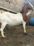 Quality Exotic and Local Goats for Sale - 1