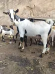 Quality Exotic and Local Goats for Sale - 2