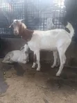 Quality Exotic and Local Goats for Sale - 3