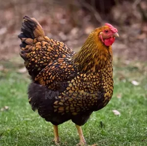 Ornamental Chicken Fertilized Eggs