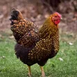 Ornamental Chicken Fertilized Eggs - 1