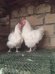Ornamental Chicken Fertilized Eggs - 2