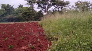 2 Acres Farmland for Sale in Nakasongola