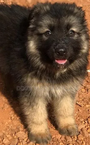 1-3 Month Male Purebred German Shepherd