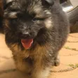 1-3 Month Male Purebred German Shepherd - 2