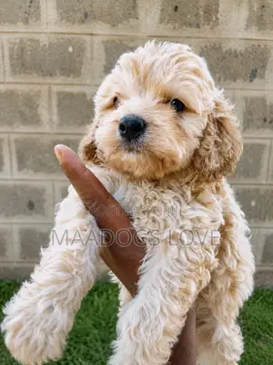 Purebred Miniature Poodle Puppies (1-3 Months)