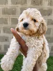 Purebred Miniature Poodle Puppies (1-3 Months) - 1