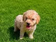 Purebred Miniature Poodle Puppies (1-3 Months) - 2